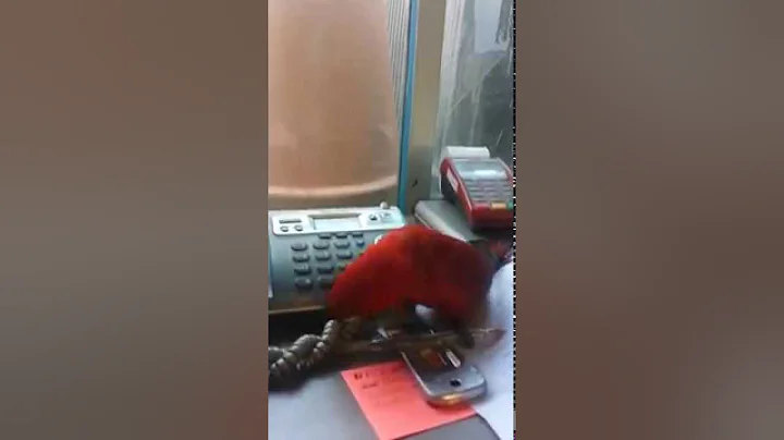 pappagallo lori rosso Eos Bornea