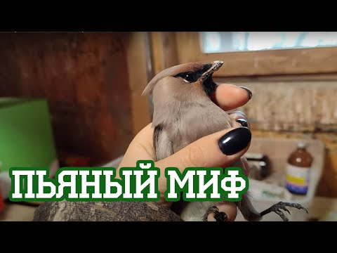 Ох уж эти пьяные свиристели...
