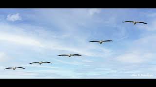 Pelicans by Alan Terwilleger 127 views 3 months ago 41 seconds