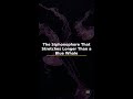 The Siphonophore That Stretches Longer Than a Blue Whale #Shorts