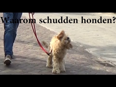 Video: Waarom Schudden, Rillen Of Trillen Honden?
