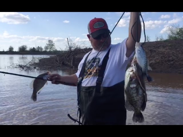 LIVE Crappie Fishing Tips! Wade fishing the bank for Crappie
