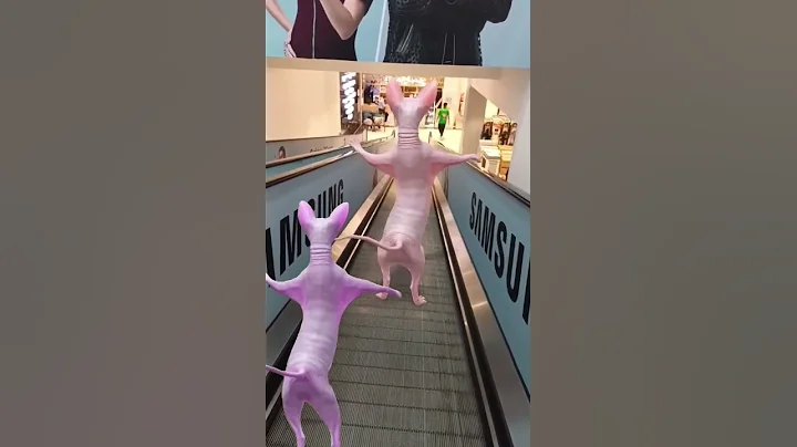 Video 11830241: cute funny sphynx cat, sphynx cat cute lovely, cats catlover cute funny, dancing cats catlovers, catlover cats beautiful, cat dance best funny