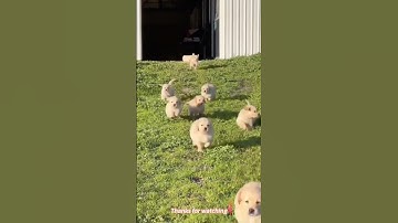 Anak anjing lucu #shorts #viralvideo #funny