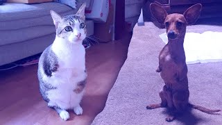 Kangaroo Cat And T-Rex Dog  Pawless Cuteness