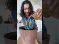 Grow A Pineapple With A Pineapple Top Creative Explained Grow A Pineapple With A Pineapple Top Creative Explained