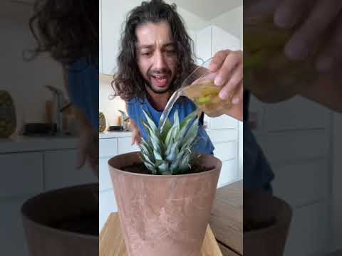 Video: Ananas, inomhusväxt: beskrivning, funktioner för odling och skötsel, foton och recensioner