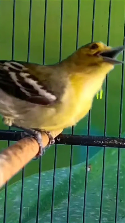 burung sirtu gacor memangil kawan