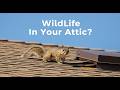Wildlife Control Allen TX | Animal, Bat & Squirrel Removal Services