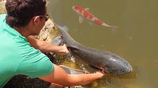 Catching MASSIVE CANAL WHALES in HIDDEN Koi pond!!