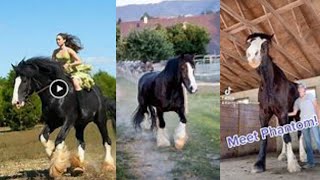 Big Horses Compilation pt.1