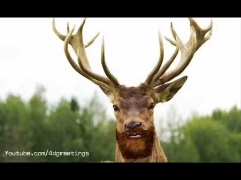 Happy Birthday By A Deer Youtube