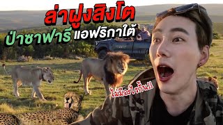 (ENG Sub) ล่าฝูงสิงโต ป่าสะวันนา แอฟริกาใต้ 🇿🇦 | Lion's King in Safari, South Africa