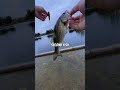 I just LOVE throwing TOPWATER lures! 🥰 #fishing #bassfishing @StrikeKingLure @Megabass_inc