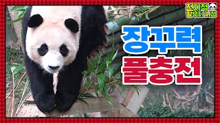 (SUB) Panda Fubao ทำให้โลกประหลาดใจด้วยการกระทำสุดป่วนของเธอ🐼│Panda World