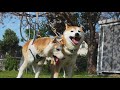 永眠した先住犬ミッチーを起こそうとする柴犬貫太