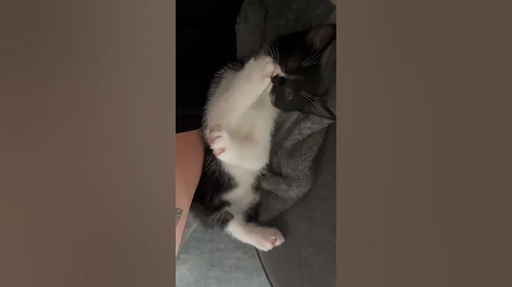 POV: You Have The CUTEST Tuxedo Cat 😻🥹 #catsoftiktok #adorablepets #catstories #cat #tuxedocat