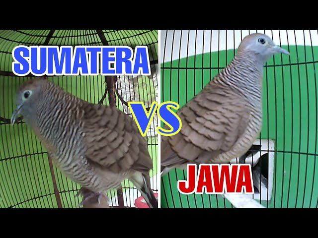 Perkutut Sumatera VS Perkutut Jawa, Perhatikan Perbedaannya‼️ class=