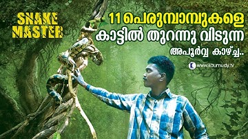 Wow ! Vava Suresh releases 11 pythons into the wild |  Snakemaster |  Latest episode