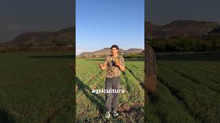 The green revolution that changed agriculture #countryside #agriculture #history #didyouknow #joh...