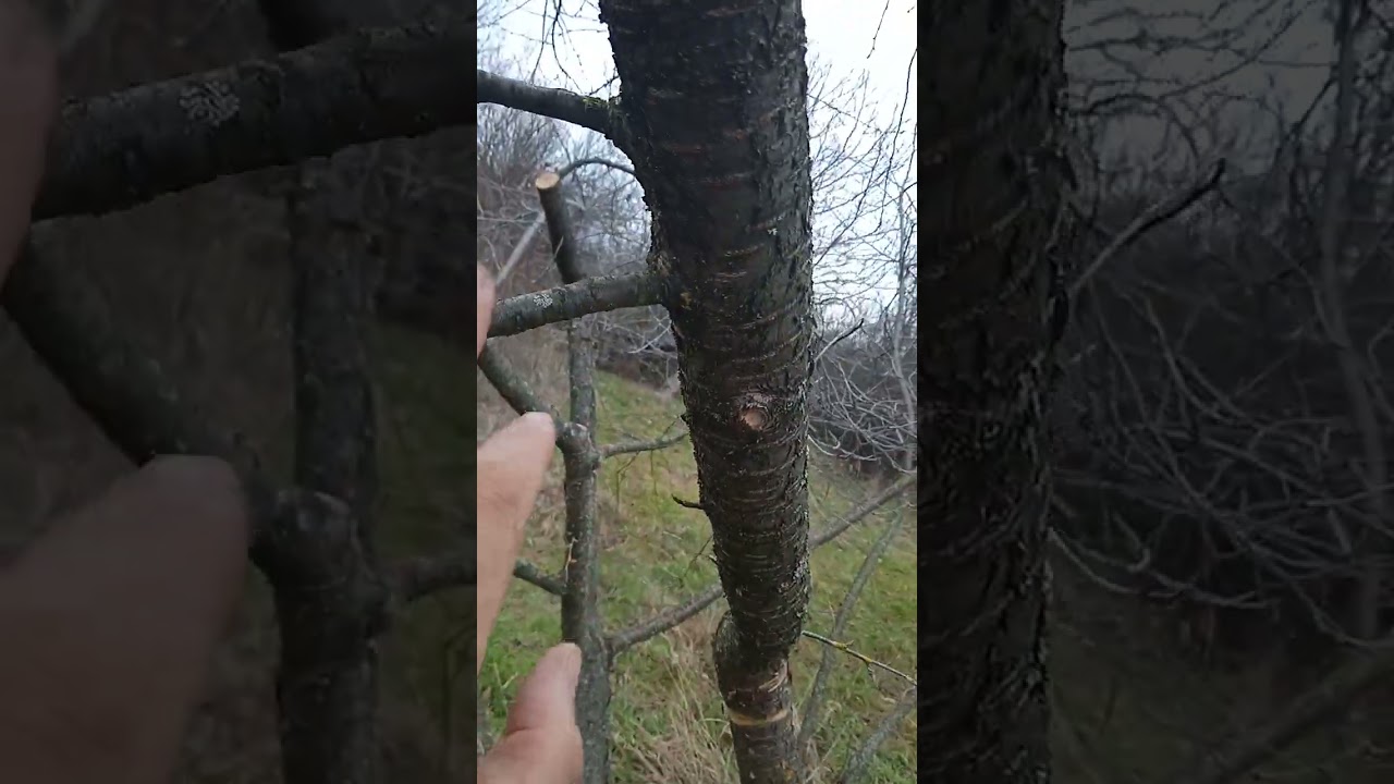 Вишна след резитба – Резултатът от премахване на излишни скелетни клони (Част 1)