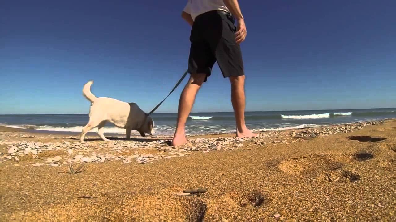 Flagler Pet Friendly YouTube