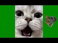 Funny Cats and Dogs Videos 😹 - Funniest Animal Videos 2023 😻 #12