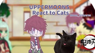 || Uppermoons React To Cats || Moon_Sl4yerss ||