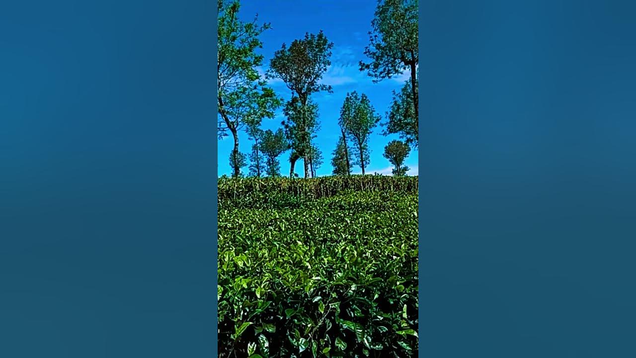 Walking through a calm tea state nature environment teastate 