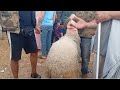 Live From The Heart Of The Sidi Abdellah Livestock Market In Salé Crazy Prices 