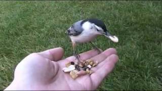 Alfred the White Breasted Nuthatch