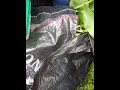 08033193602 BSF eggs of 100grams, Duckweed of 4kg and one bag of Eighhomia crepes delivered to Ibusa