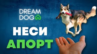 Команда Неси 🐶 Научить собаку приносить игрушку по команде Апорт 🐕 Как приучить щенка нести в руку 🐩