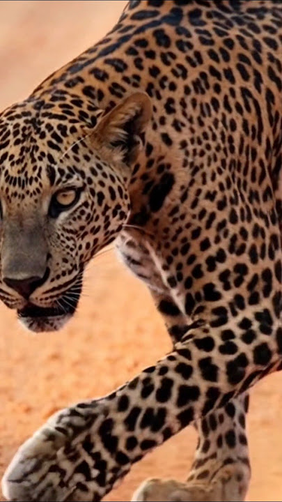 srilankan tiger 🥴#virashorts #viralshort #srilankanthings