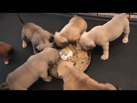 HOW I FEED MY AMERICAN BULLY:FOR WEIGHT GAIN