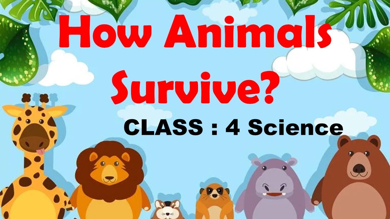 CBSE 4th CBSE SCIENCE | How animals survive - ADAPTATIONS | NCERT | CBSE  Syllabus | Animated Vide - YouTube