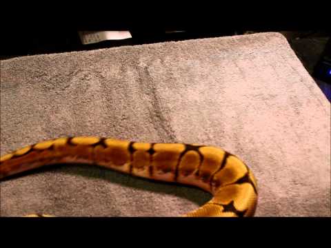 Update on 2014 holdback ball python