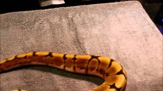 Celebrity Update on 2014 holdback ball python Wealth