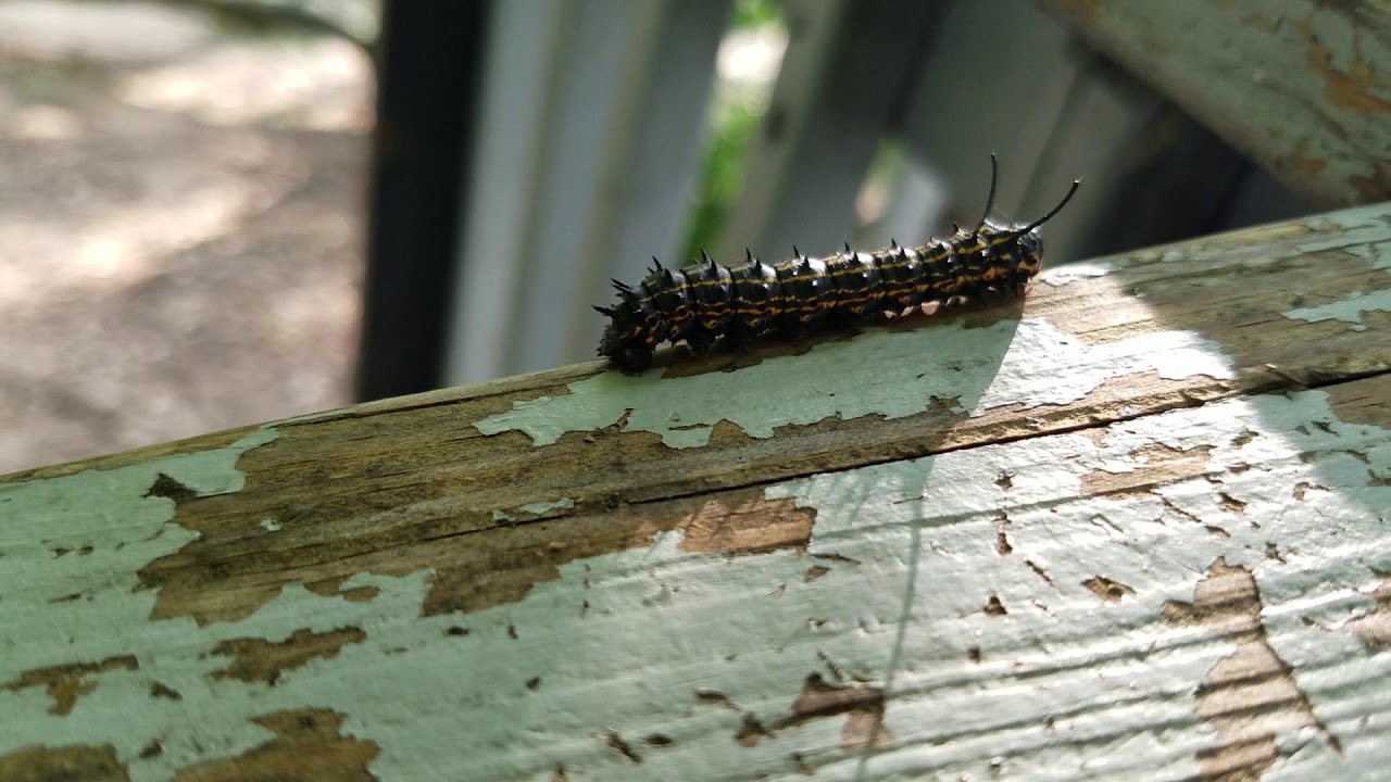 Anisota Peigleri (1)