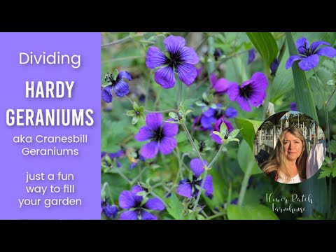 Dividing Hardy Geraniums (Cranesbill Geraniums)