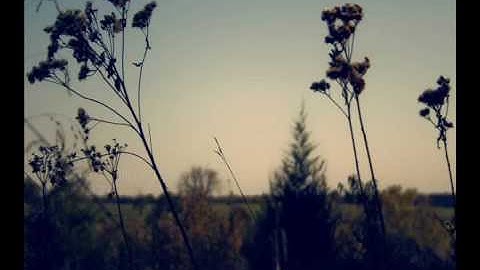 A Whisper In The Noise - Into You