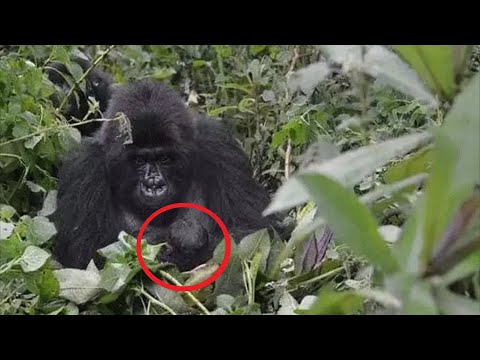 Video: Gorilla malore: foto, përshkrim