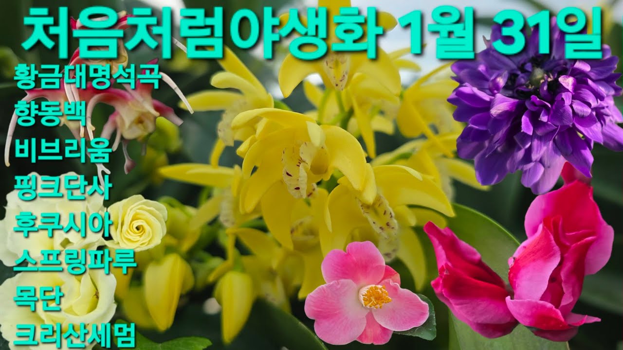 #겹데모르 #다이시아 #스파링파루 #애니시다 #아젤리아 #황금대명석곡 #동백 #후쿠시아 #처음처럼야생화