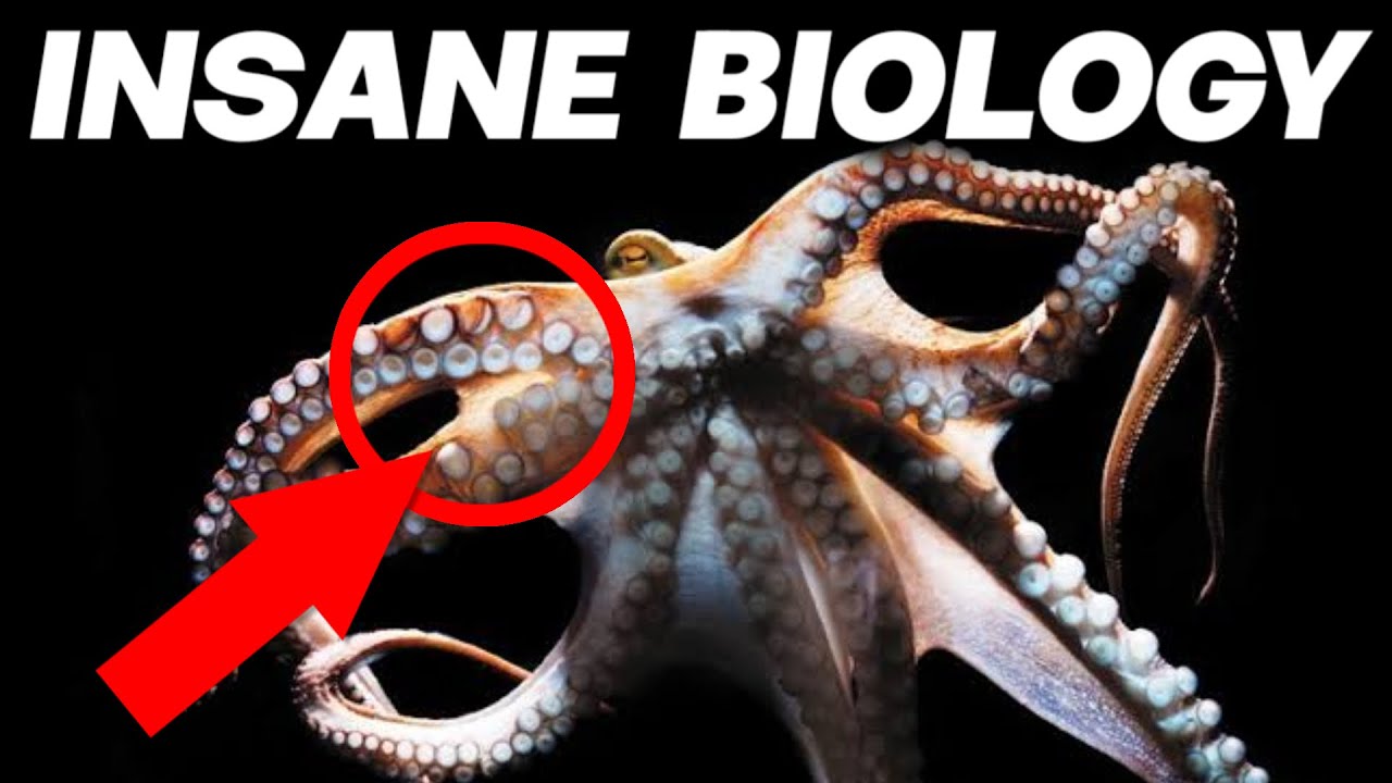 The Insane Biology of The Octopus - YouTube