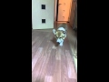 前足びっこ