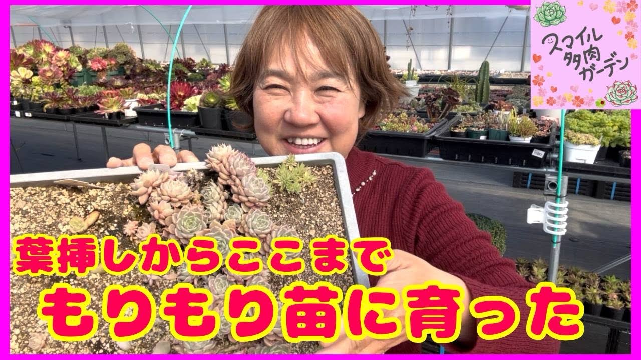 「葉挿しからモリモリ成長！マーガレットレッピンをポット苗に🌿」
