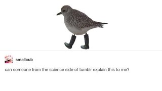 The science side of Tumblr