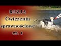 Owczarek wschodnioeuropejski Rezja - ćwiczenia sprawnościowe 1 (Towarzysz FCI)