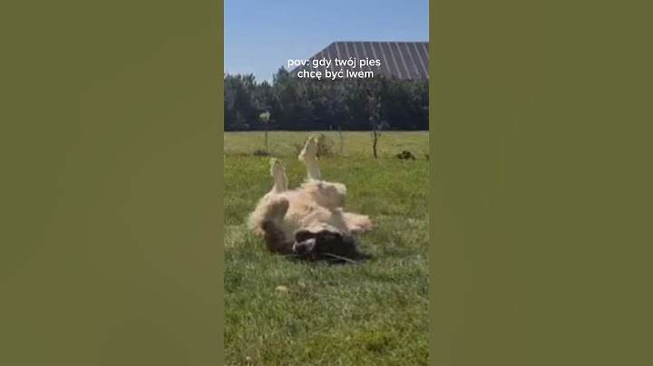 ona chyba serio chcę być 🦁 #funny #shorts #komedi#śmieszne #short #pies#youtube#dog#laion#ytshorts