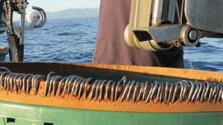 Pecheur de père en fils - La famille Rialland - PECHE CORSE - 2017